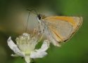 Hesperiidae