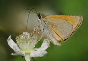 Hesperiidae