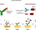 HIV Virüsüyle İlgili Laboratuar Testleri Nelerdir?