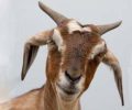 Keçi sütü, hastalıklarda tedavi edici