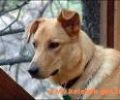 Köpekler kanseri teşhis edecek