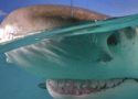 Köpekbalığı gülümser mi?