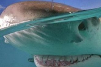 Köpekbalığı gülümser mi?