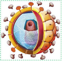 hiv1
