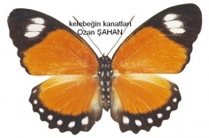 Kelebeğin Kanatları